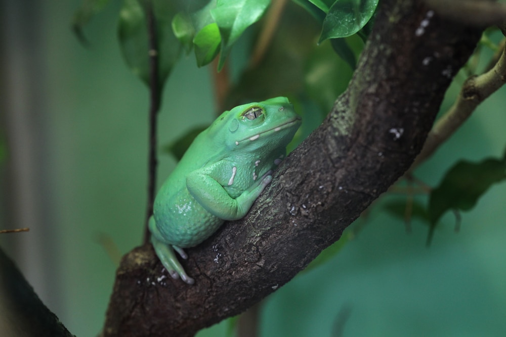 Waxy monkey tree frog