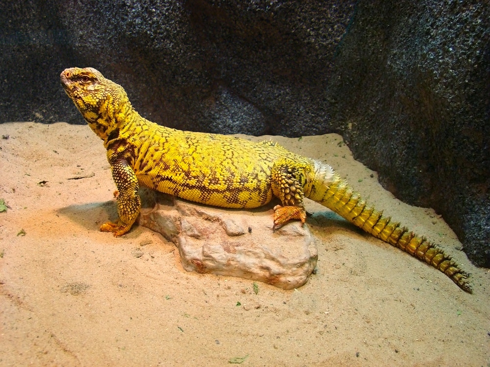 uromastyx bedding