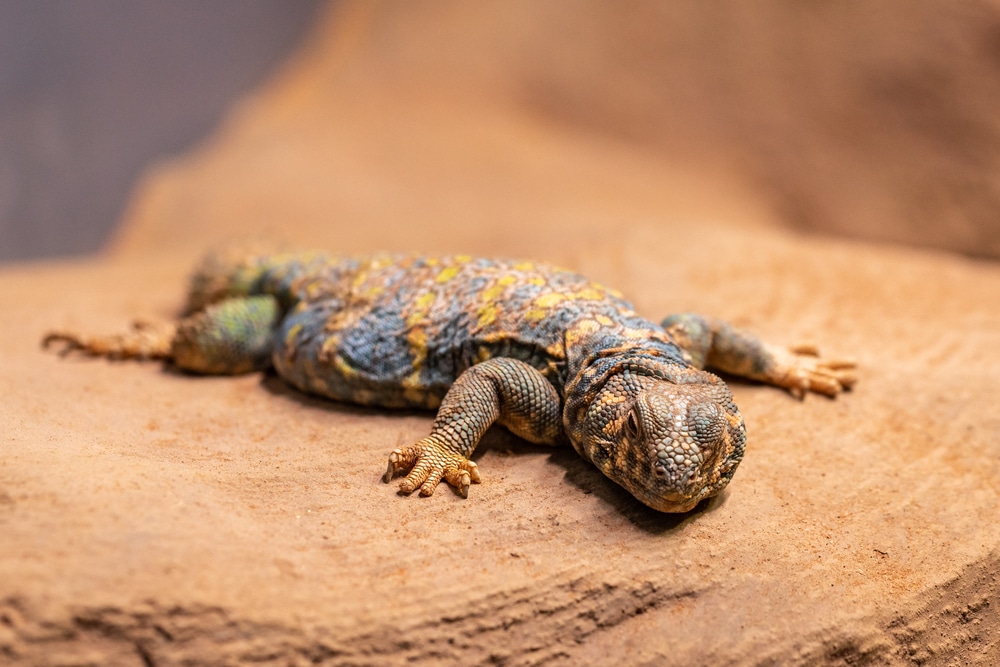 Ornate spiny tailed lizard