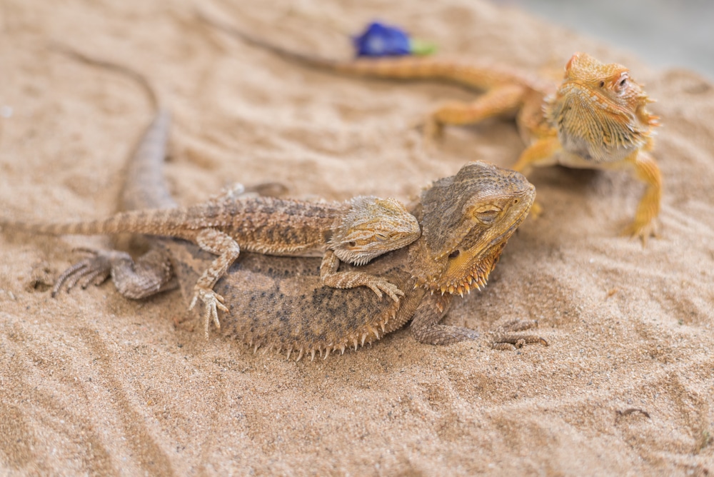 Bearded Dragons Archives Reptile Advisor Bearded Dragons Archives Reptile Advisor