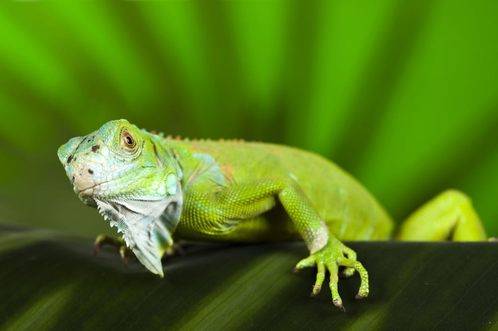 9 Best Plants for Iguana Habitats | Reptile Advisor