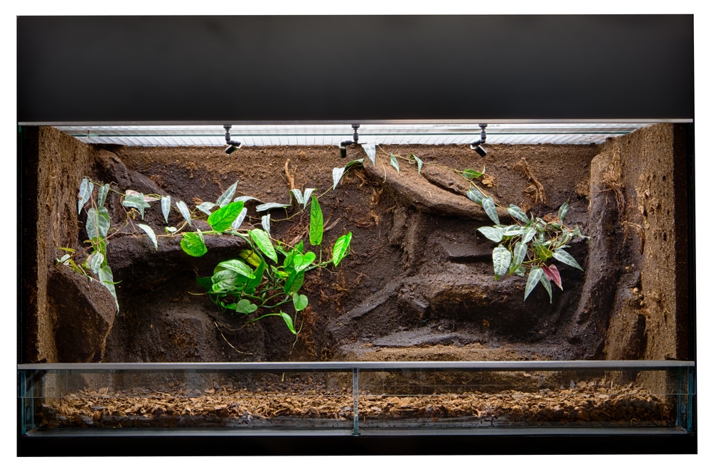 small snake enclosure