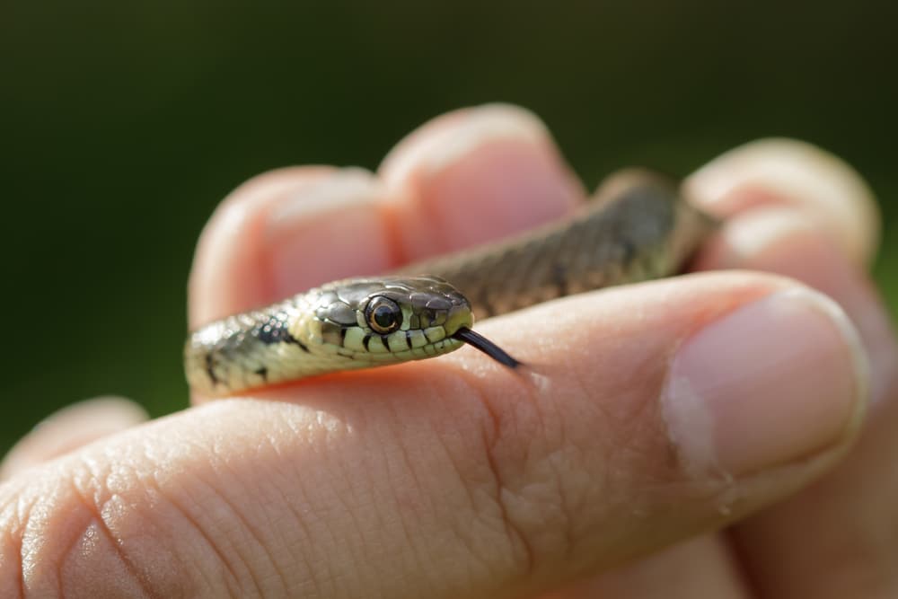 Handling snakes