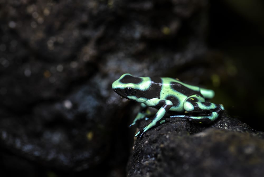 Dendrobates auratus