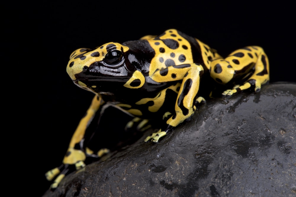 Dendrobates leucomelas