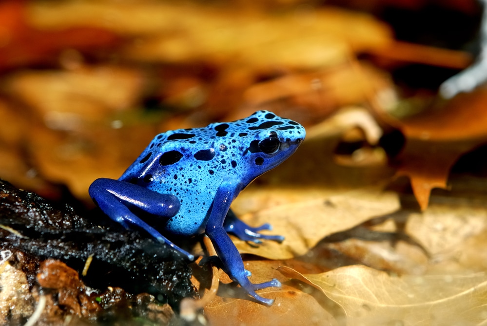 Dendrobates tinctorius