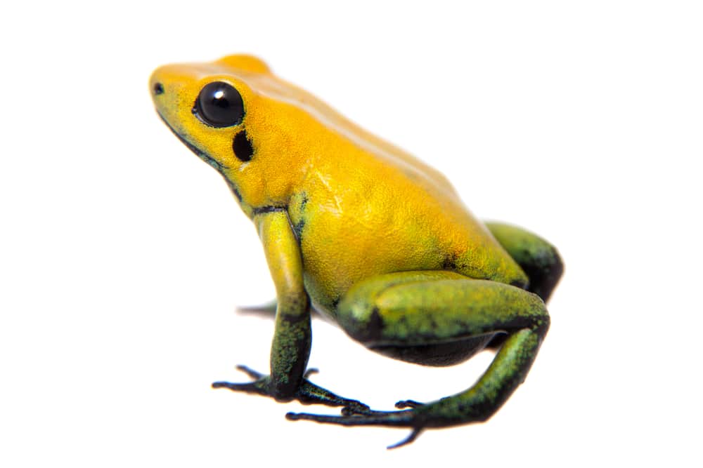 Black-legged poison frog