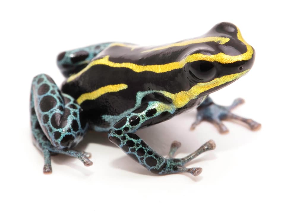 Ranitomeya ventrimaculata