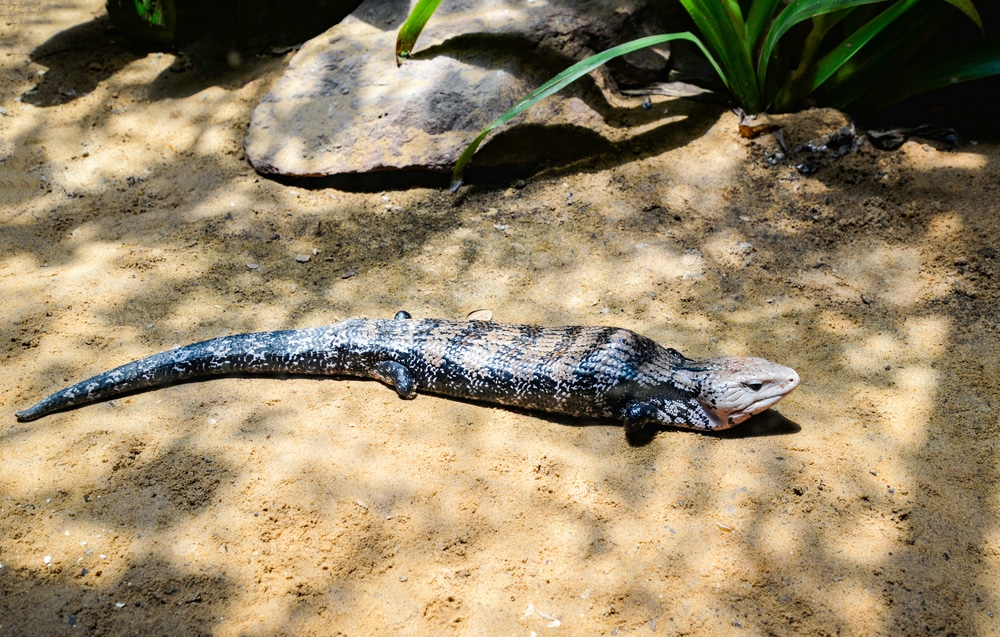Blue Tongue Skink Care The Complete Guide Reptile Advisor