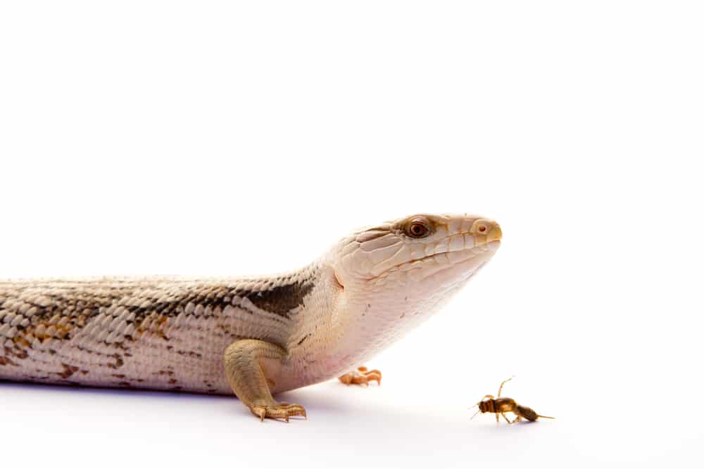 Blue Tongue skink feeding