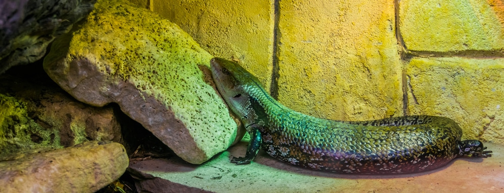blue tongued skink habitat