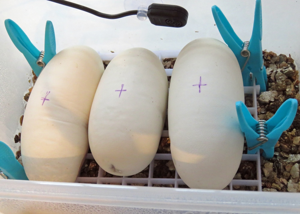 ball python eggs