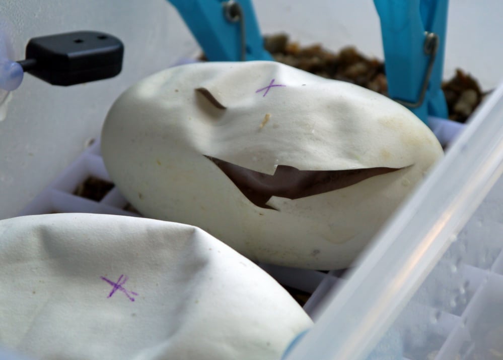 ball python eggs hatching