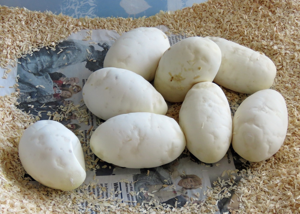 ball python eggs