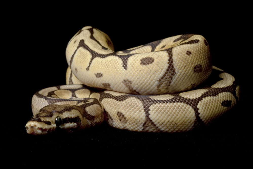 Spider Mojave ball python