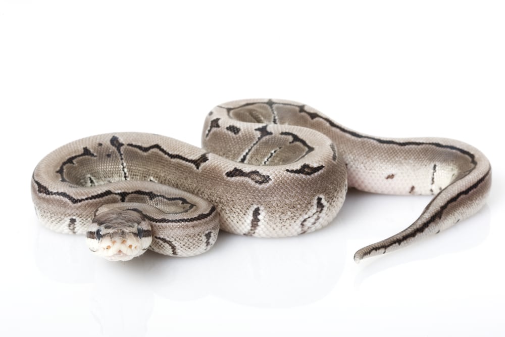 Axanthic Spider Ball Python