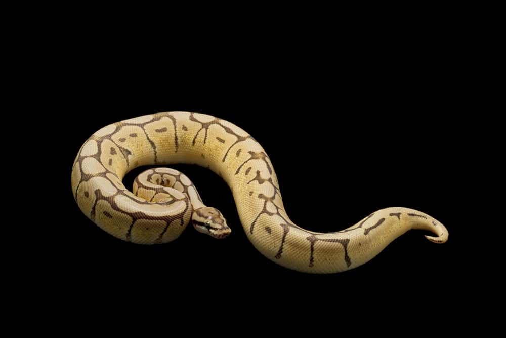 Spider Mojave ball python