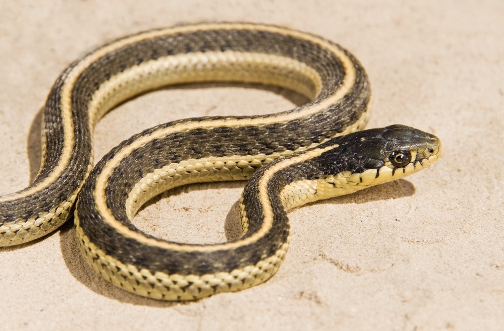 garter snake