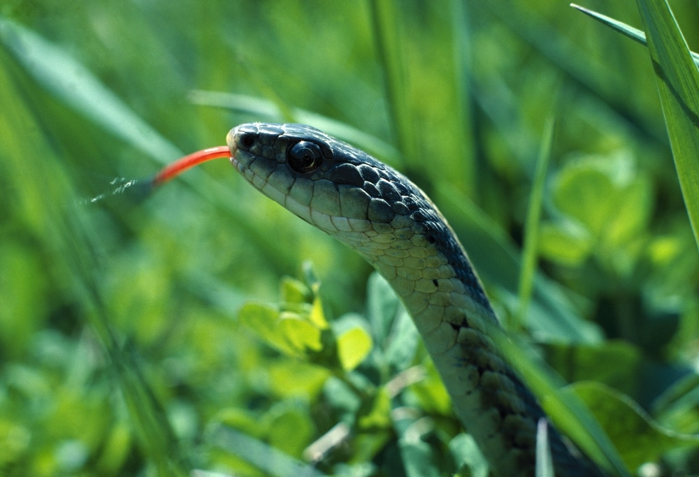 garter snake