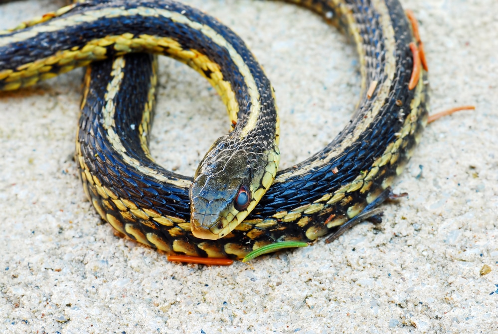 garter snake