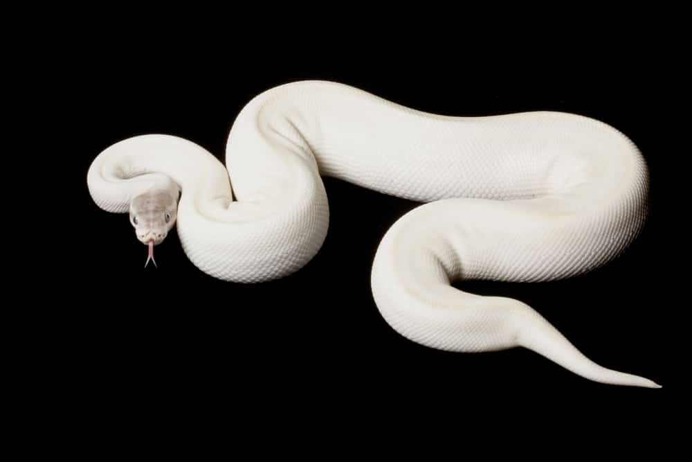super mojave ball python