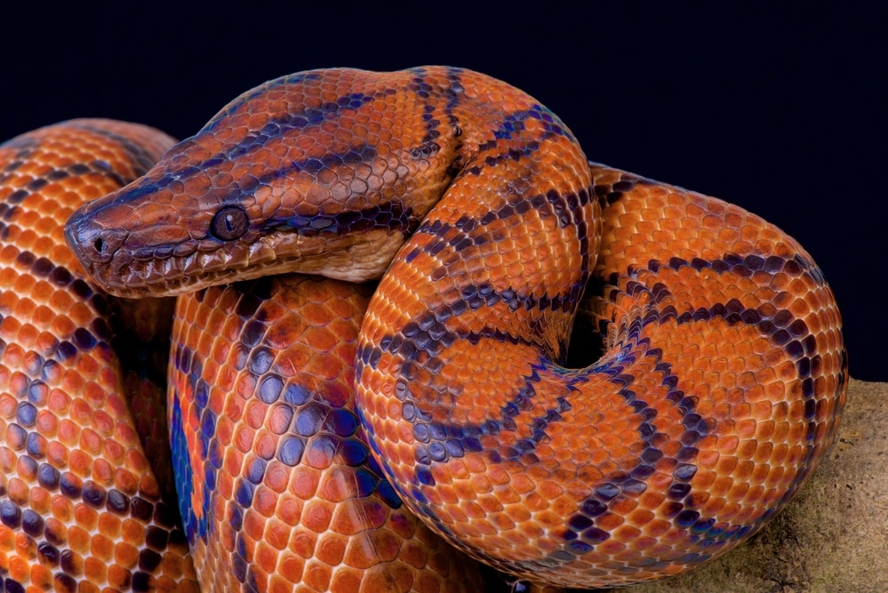 Rainbow boa (Epicrates cenchria cenchria)