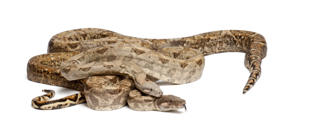 Boa constrictor imperator