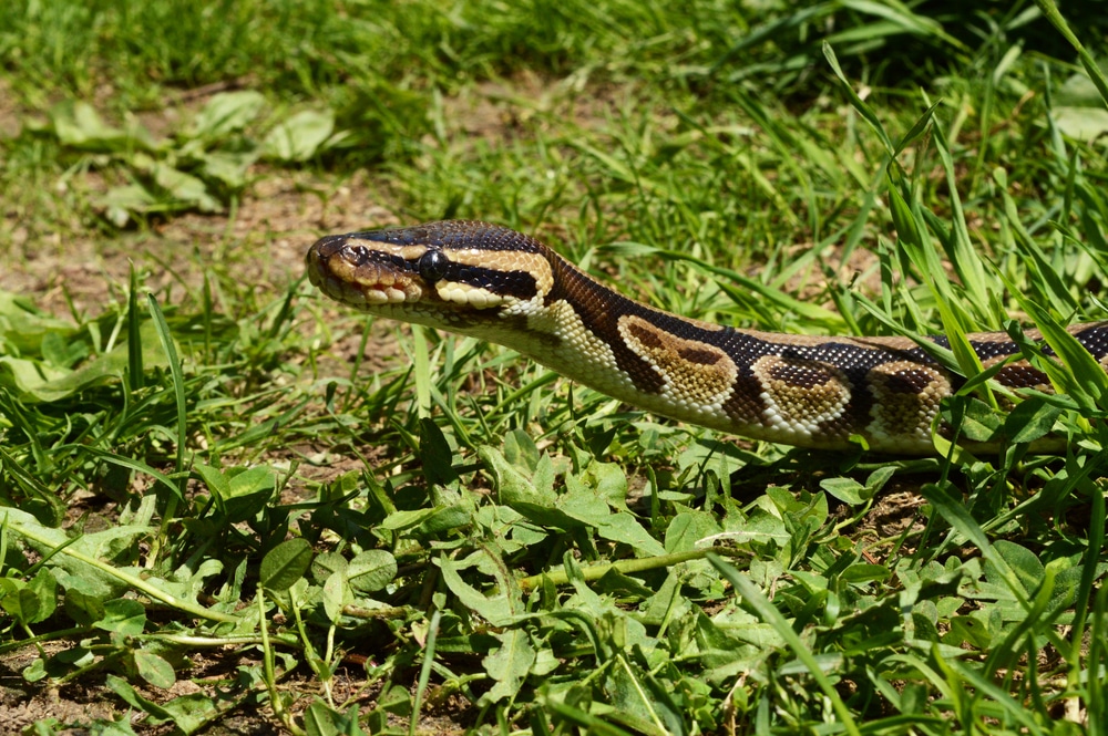 Ball Python