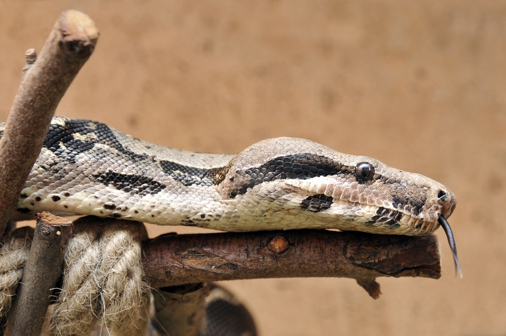 constrictor snakes in england constrictor snakes in england