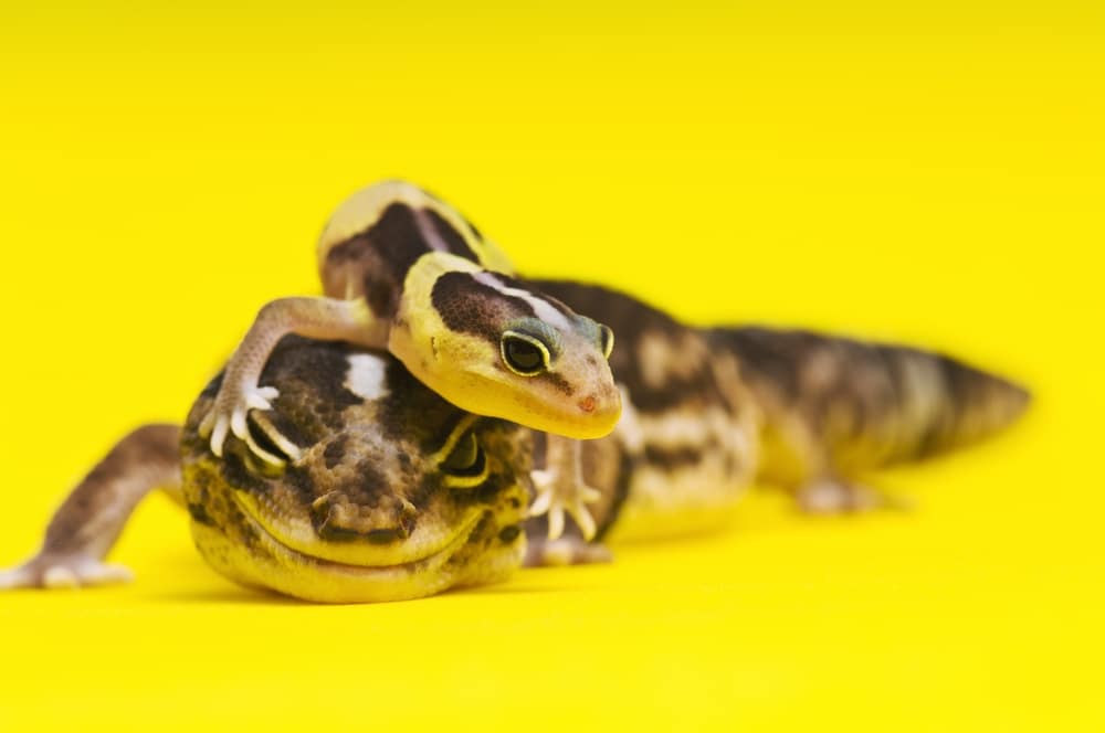 reptiles