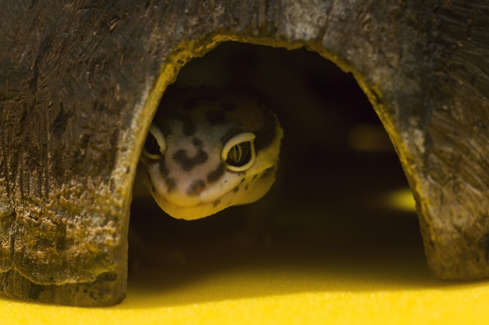 leopard gecko brumation
