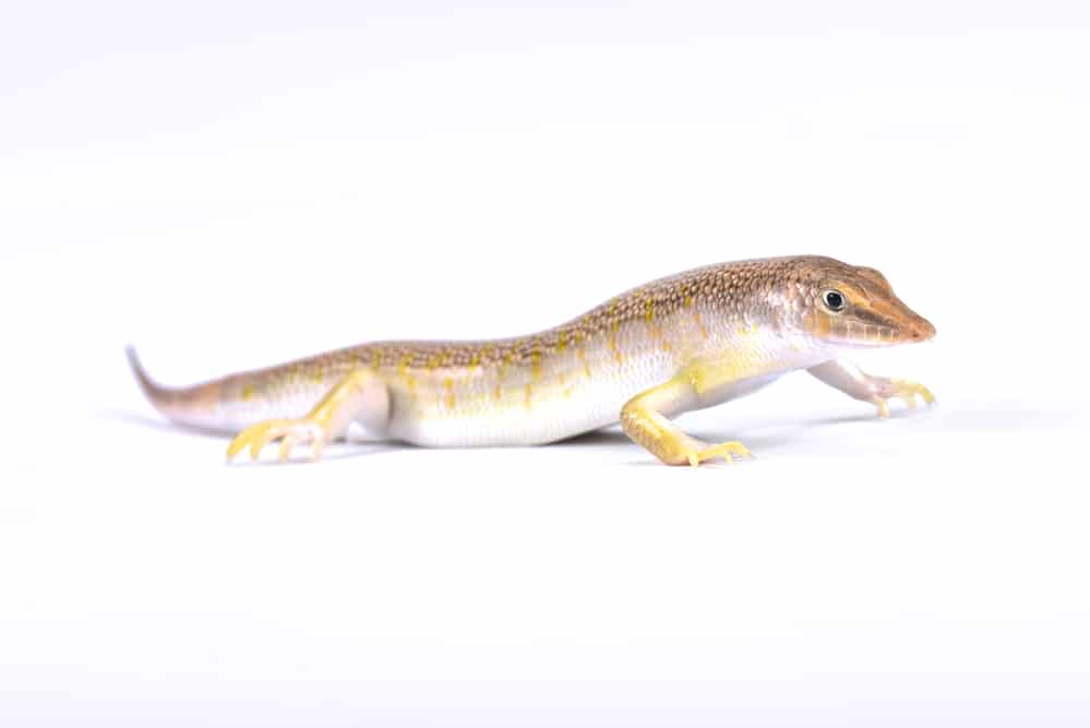 Scincus mitranus