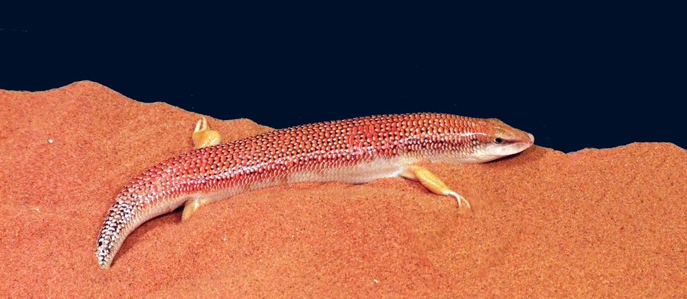 Sandfish care -  Scincus scincus