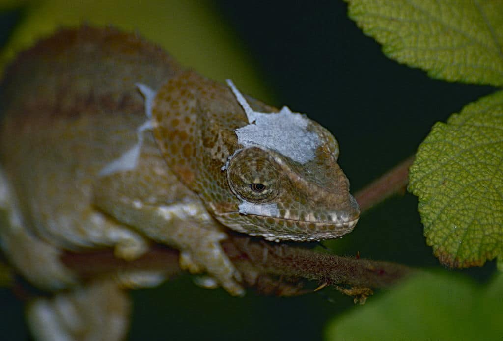 chameleon shedding