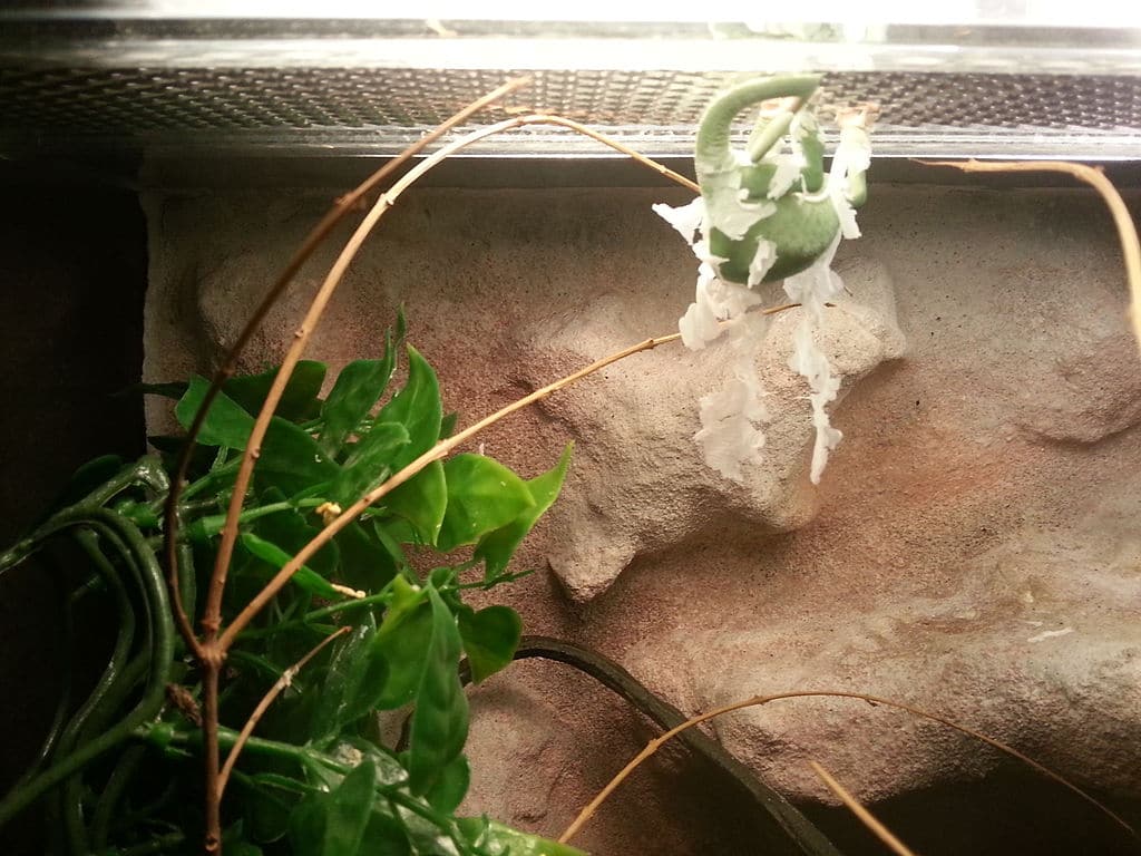 chameleon shedding