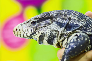 Tegu Substrate How to Set Up a Tegu Enclosure: Step-by-Step Guide - Reptile Advisor