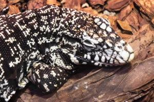 Tegu Substrate How to Set Up a Tegu Enclosure: Step-by-Step Guide - Reptile Advisor