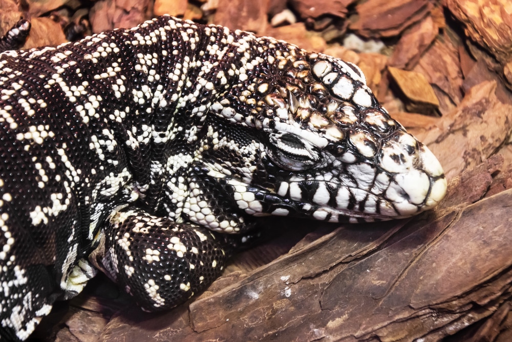 pet tegu enclosure