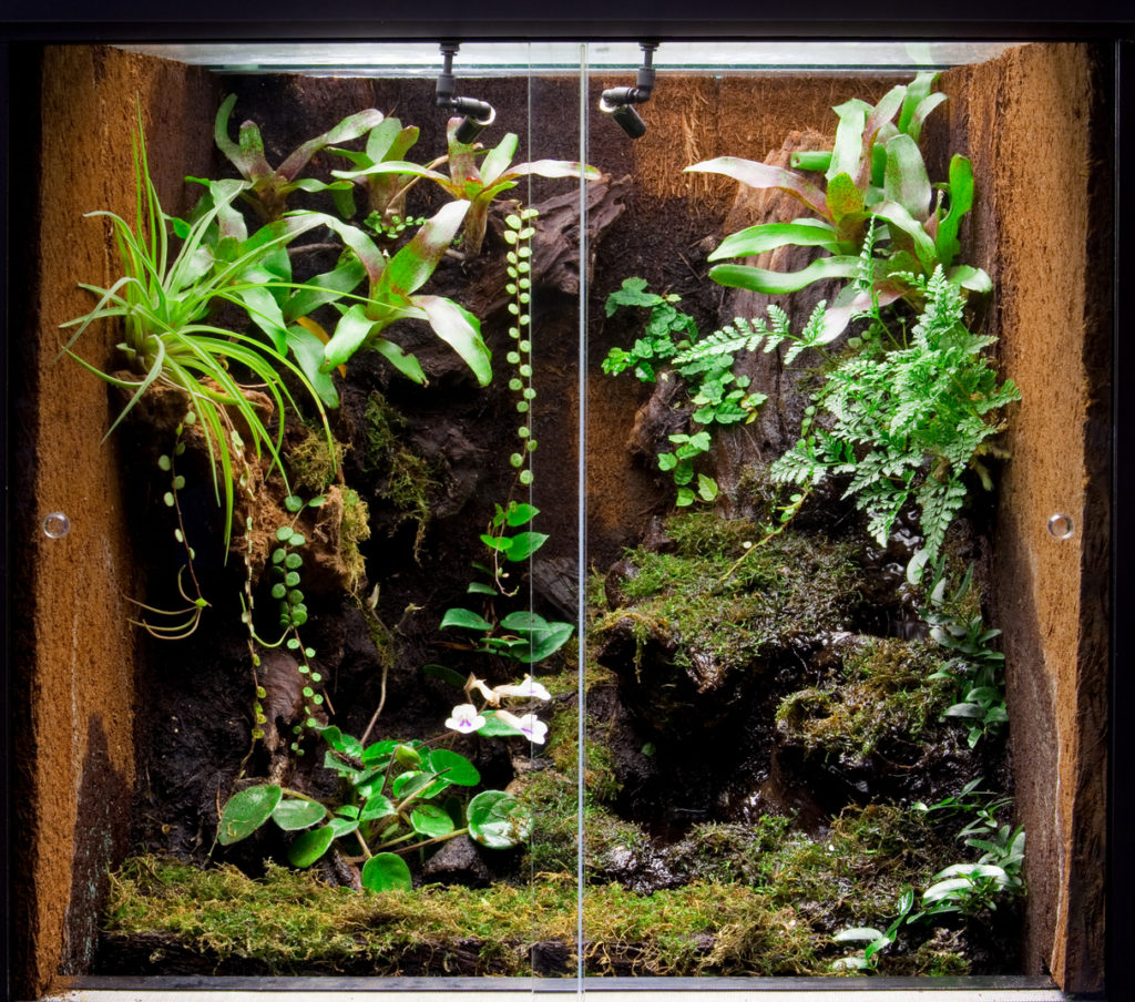 Bioactive vivarium