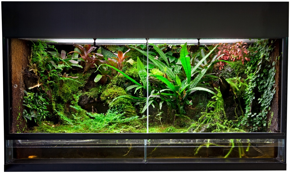 planted vivarium