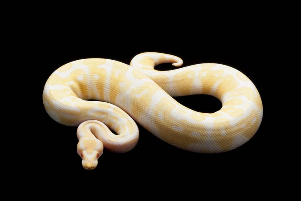 Albino ball python (Python regius)