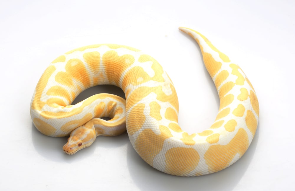 Albino Ball Python