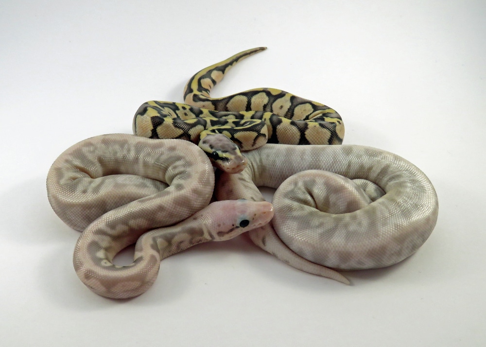 Ball Python Breeders