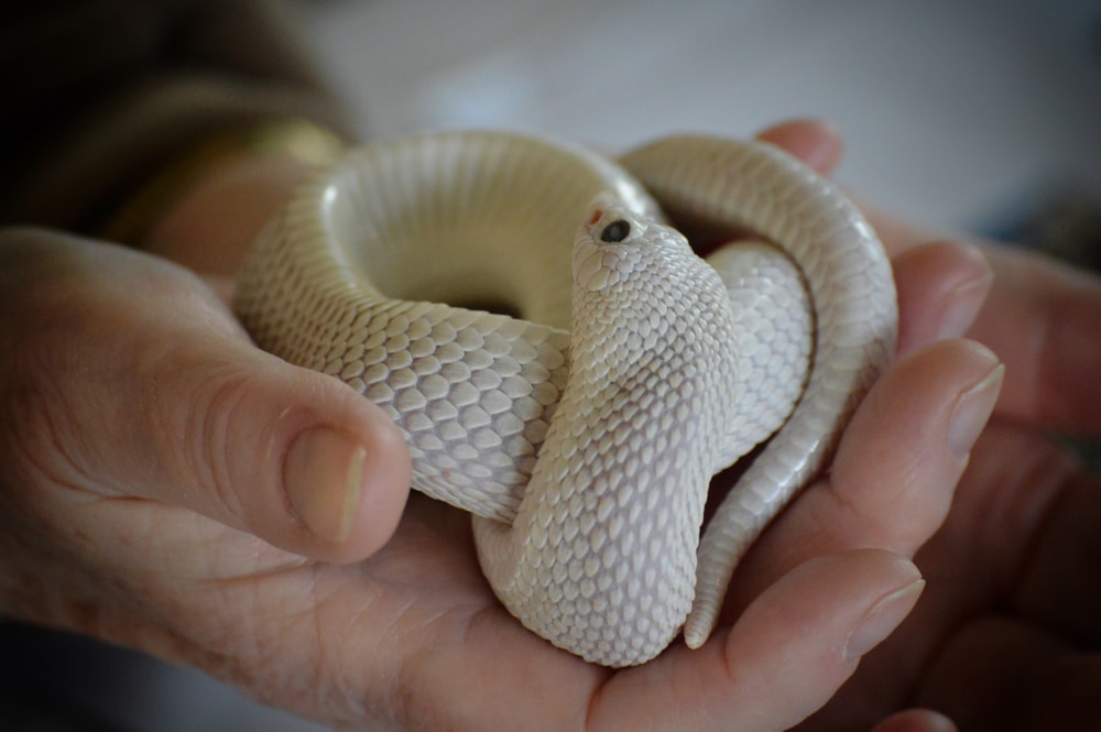 hognose snake