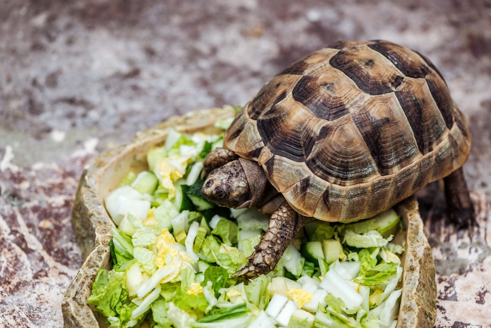 pet tortoise