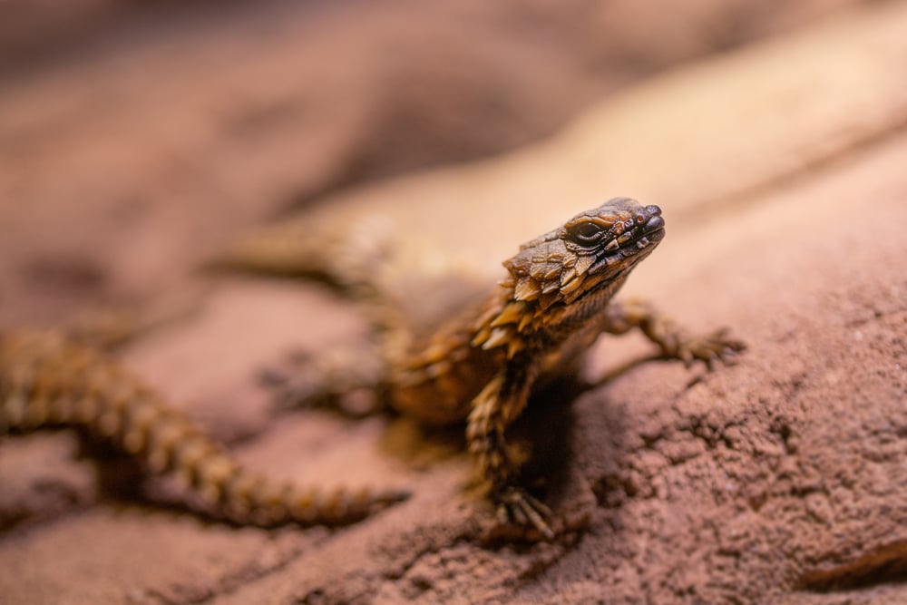 armadillo girdled lizard