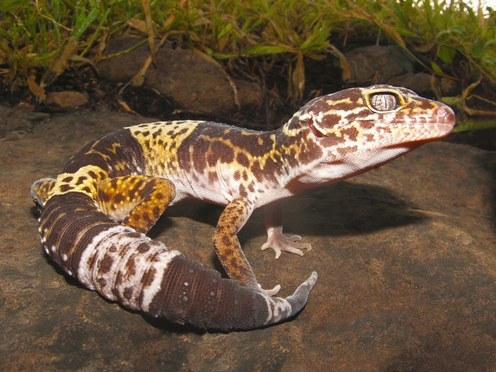 Fat Tail Gecko