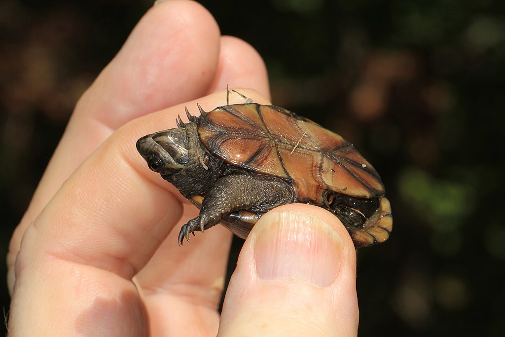 Kinosternon subrubrum hippocrepis