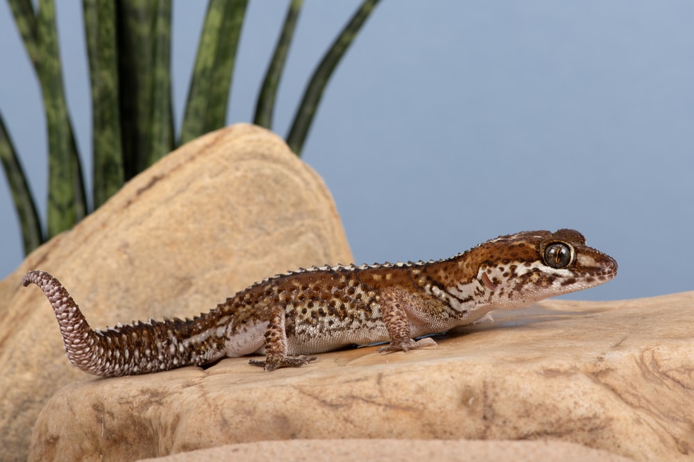Madagascar Ground Gecko