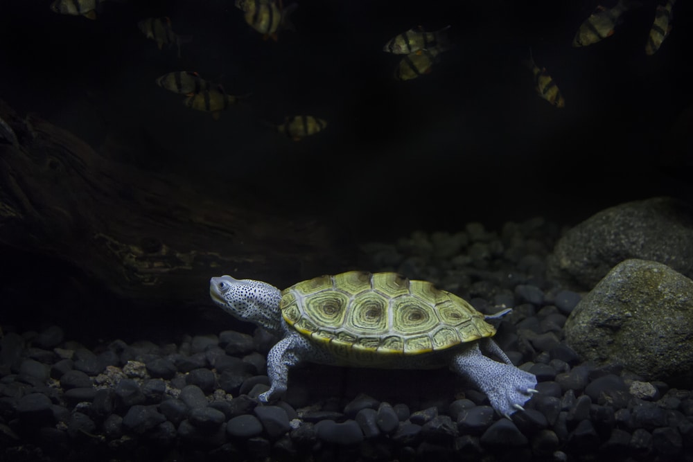 Malaclemys terrapin